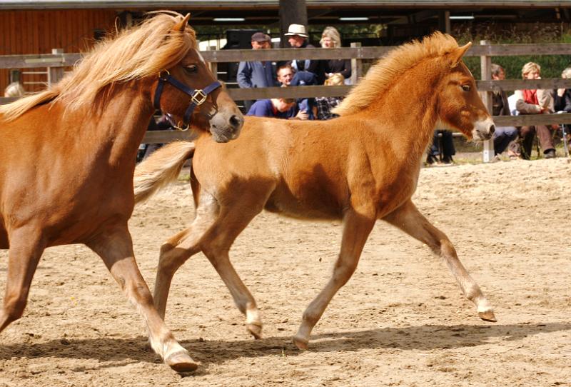 Rikadur von Heidmoor d.jpg